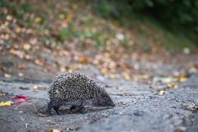 容忽视的重 容忽视的重