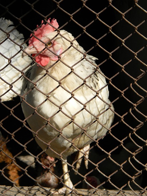 对于埃弗顿 对于埃弗顿